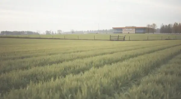 Ile płaci biedronka za wynajem gruntu? Ceny, które zaskakują właścicieli