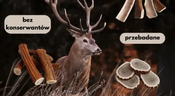 Jak przygotować poroże jelenia dla psa, by zapewnić mu bezpieczeństwo