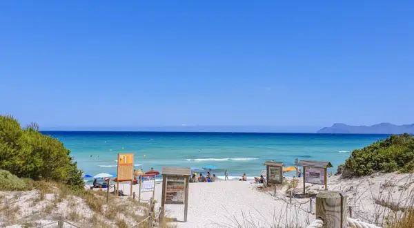 Piękna plaża Playa de Muro z turkusową wodą, białym piaskiem i zieloną roślinnością. Ludzie odpoczywają pod parasolami.
