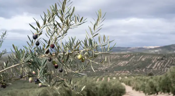 Rama de olivo con aceitunas maduras y verdes, con un campo de olivos al fondo. Un paisaje que invita a descubrir qué ver en Úbeda y Baeza.