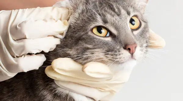 A veterinarian examines a cat's ear, checking for signs of a cat ear infection. The cat has striking yellow eyes and grey tabby fur.