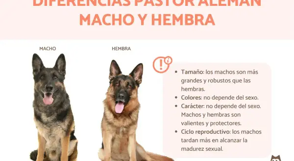 Un perro pastor alemán macho y una hembra, mostrando diferencias de tamaño y características.