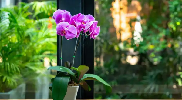 Une belle orchidée rose aux pétales délicats, posée sur un rebord de fenêtre, avec un jardin verdoyant en arrière-plan.