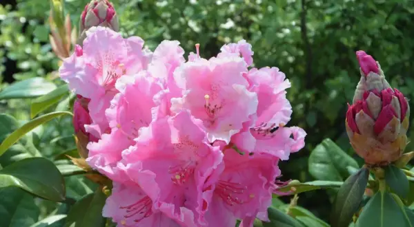 Piękne, różowe kwiaty rododendrona. Warto wiedzieć, kiedy nawozić rododendrony, by cieszyć się ich kwitnieniem.