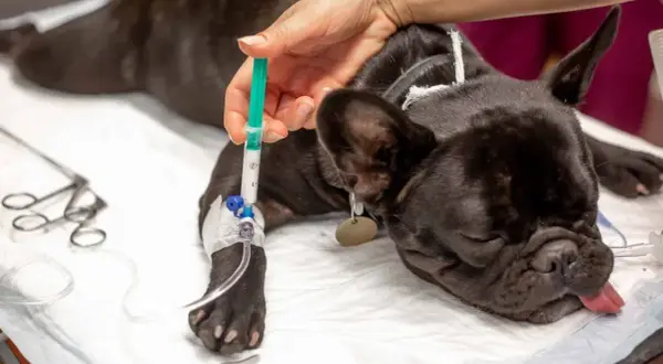 Un bulldog francés recibe fluidos intravenosos, mostrando posibles efectos secundarios después de la anestesia en perros.