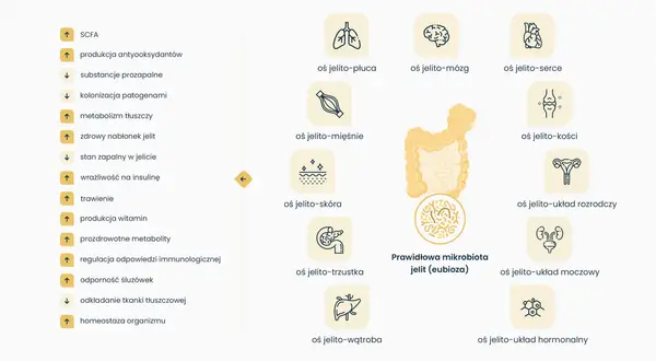 Grafika ilustruje osie komunikacji między jelitami a innymi organami, podkreślając znaczenie prawidłowej mikrobioty jelitowej dla zdrowia. Dysbioza jelitowa może wpływać na płuca, mózg, serce i inne układy.