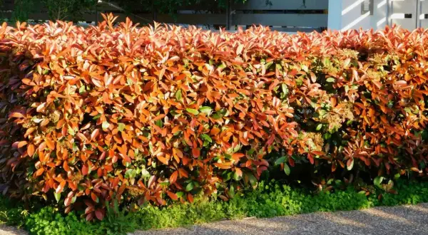 Głogownik zimozielony tworzy gęsty żywopłot o intensywnie pomarańczowych liściach, kontrastujący z zieloną trawą i szarym chodnikiem.