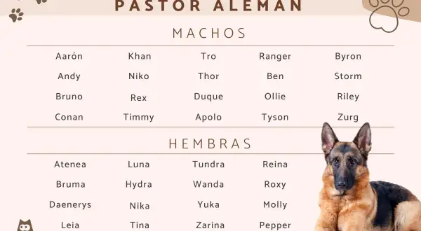 Lista de nombres para pastor alemán machos y hembras, con un pastor alemán descansando.