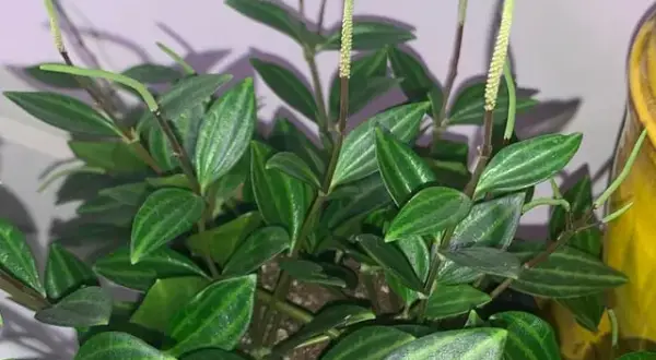 Peperomia kwitnie? Jak sprawić, by Twoja roślina zachwyciła kwiatami