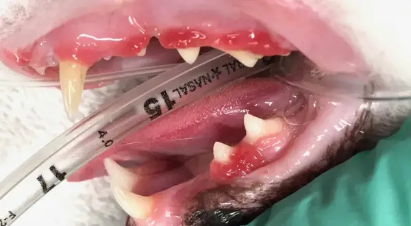 Boca de gato con encías inflamadas y dientes amarillentos. La gingivitis en gatos es mortal si no se trata.