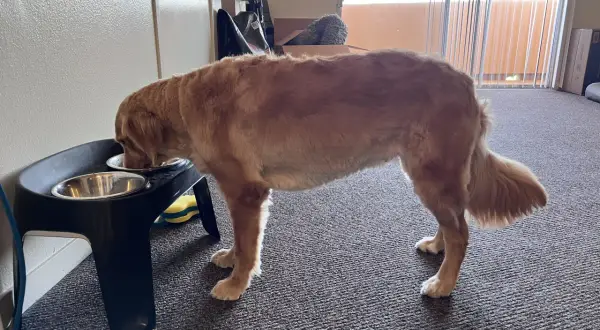 Golden retriever pije wodę z miski na podwyższeniu.
