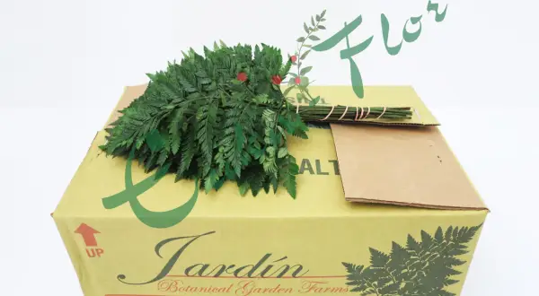 Zielone liście paproci, idealne do bukietów, zapakowane w karton z napisem "Jardín Botanical Garden Farms".