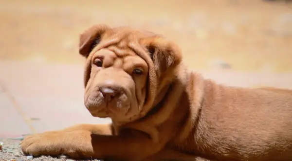 Uroczy szczeniak shar pei, pies ze zmarszczkami, leży na ziemi, patrząc w obiektyw z zaciekawieniem.