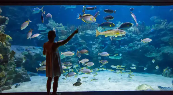 Dziewczyna w oceanarium nad morzem zachwyca się ławicą ryb.