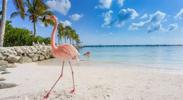 Rosa flamingos på en vit sandstrand vid det turkosa karibiska havet. Palmer och en klarblå himmel med moln.