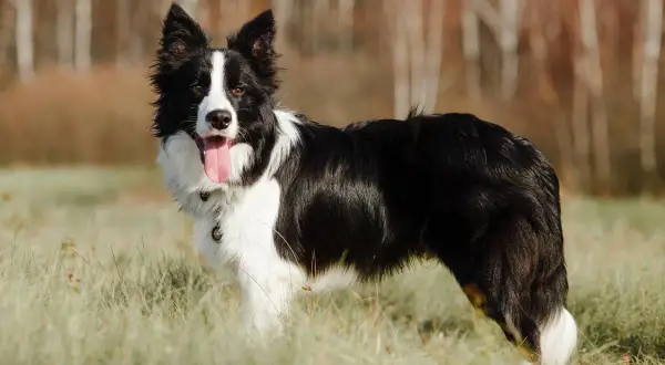 Piękny border collie długowłosy z jednym niebieskim okiem stoi na trawie, dysząc radośnie.