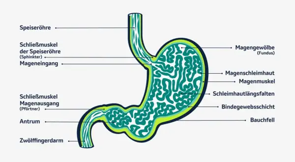 Anatomie des Magens mit Beschriftungen. Das Verständnis der Magenstruktur kann bei der Erkennung von magenkrebs symptomen helfen.