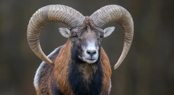Baran z imponującymi rogami, jak 25 grudnia znak zodiaku.