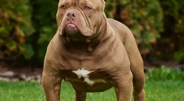 Potężny american bully xxl o brązowej sierści stoi na trawie, z dumą prezentując swoją muskularną sylwetkę.