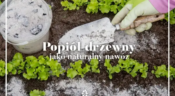 Czy popiół to dobry nawóz? Sprawdź, jak może zaszkodzić roślinom