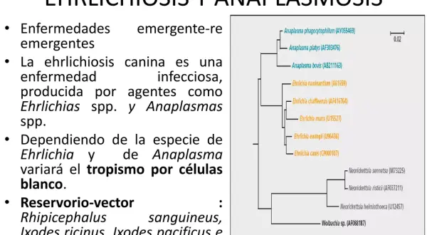 Árbol filogenético que muestra la relación entre Ehrlichia y Anaplasma, patógenos que causan anaplasmosis en perros.