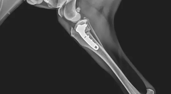 Radiografía de rodilla de perro con placa y tornillos para reparar el ligamento cruzado. ¿Operar o no?