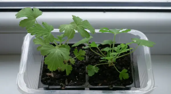 Młode sadzonki pelargonii w plastikowej osłonce. Warto pamiętać o geranium przeciwwskazania, np. dla alergików.