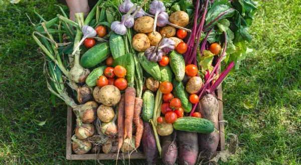 Un cesto pieno di verdure fresche: patate, pomodori, cetrioli, aglio, cipolle, carote e barbabietole. Un vero calendario orto da gustare!