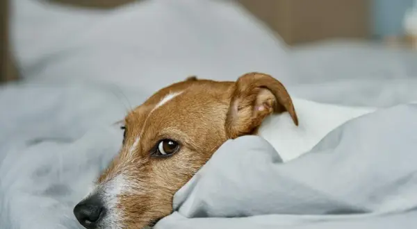Smutny piesek leży na łóżku, zastanawiając się, dlaczego sika na łóżko.