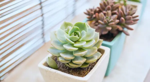 Echeveria: jak dbać o te piękne sukulenty? Jasne, słoneczne stanowisko i umiarkowane podlewanie to klucz do sukcesu.