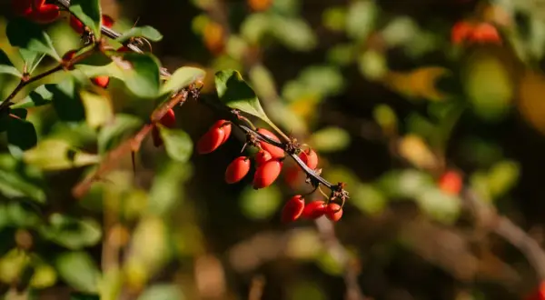 Rote Beeren am Zweig, die an die berberin wirkung erinnern.