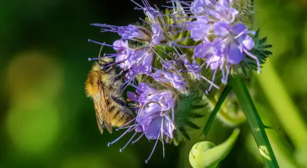 Eine Biene sammelt Nektar auf einer Phacelia-Blüte. Die Phacelia-Aussaat ist ein Paradies für Insekten.