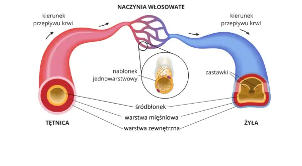 Schemat naczyń krwionośnych: tętnica, naczynia włosowate i żyła. Naczynia włosowate, co rozszerza naczynia krwionośne, łączą je.