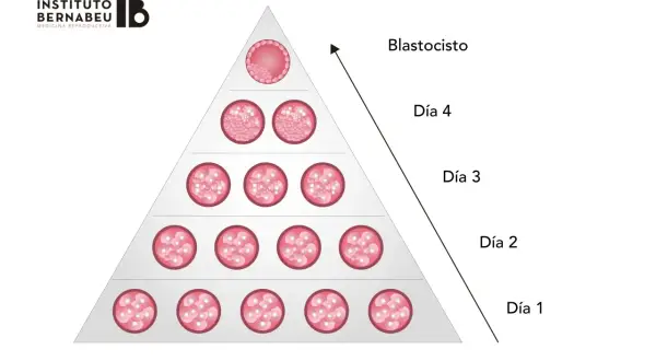 Pirámide de desarrollo embrionario: día 1 (mórula) a blastocisto. Ilustra el porcentaje de embarazo de embriones tipo A.