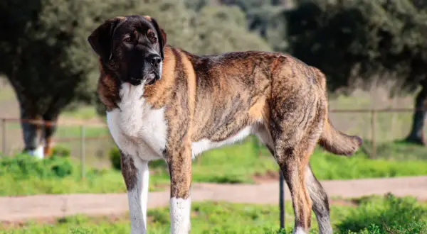Majestuoso rafeiro do alentejo, con su pelaje atigrado y blanco, posa en un campo verde.
