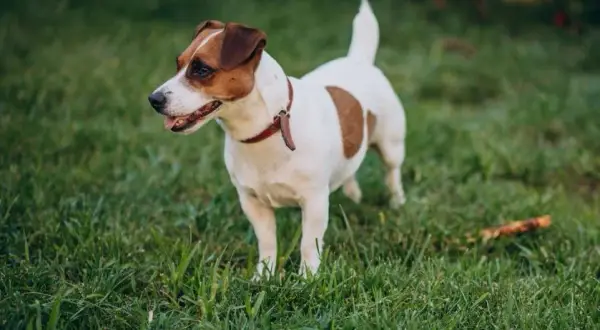 Jak wytresować jack russell terrier: skuteczne metody i porady