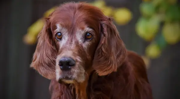 En gammal hund med vackra, kloka ögon. Pälsen är rödbrun och lite grå runt nosen, vilket vittnar om många års trogen tjänst.