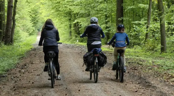 Trzy osoby na rowerach przemierzają leśną ścieżkę. Wspaniała leśno rajza pośród zieleni.