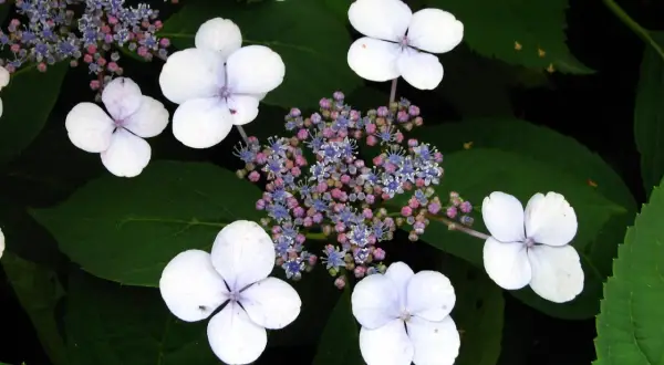 Fiori bianchi e delicati di hydrangea serrata, con piccoli boccioli rosa e blu al centro, su uno sfondo di foglie verdi.