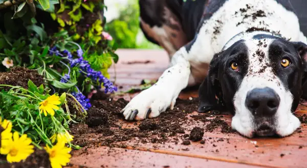 A black and white dog, covered in dirt, lies near a planter with yellow and purple flowers. Perhaps he was investigating why do dogs eat dirt.