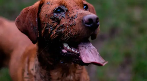 A muddy, brown dog with its tongue hanging out looks happy after a romp. This feral dog seems to have had a great time playing in the dirt.