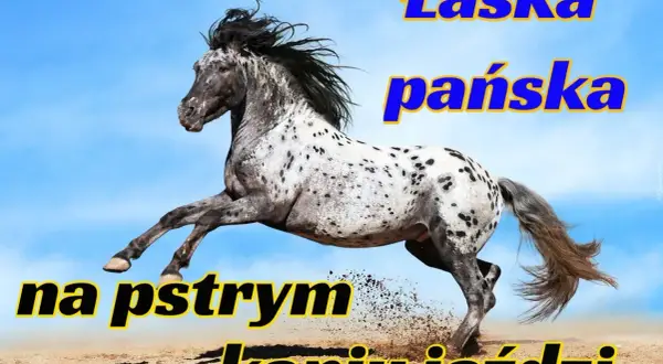 Pstry koń znaczenie: łaska pańska na pstrym koniu jeździ. Wspaniały koń w galopie na tle błękitnego nieba.