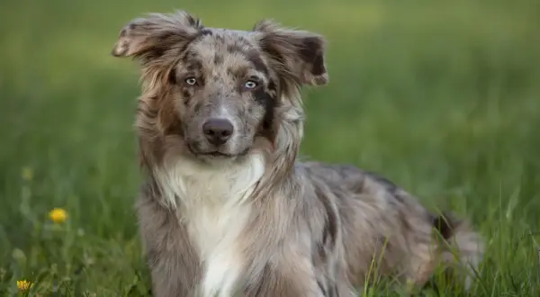 Ein wunderschöner Australian Shepherd Red Merle mit leuchtend blauen Augen liegt im grünen Gras.