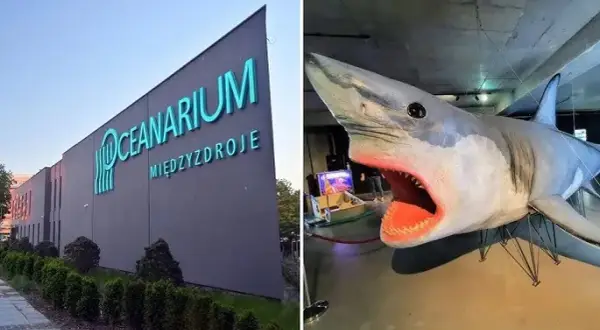Shark Bar Oceanarium Międzyzdroje: Czy warto zjeść z rekinami?