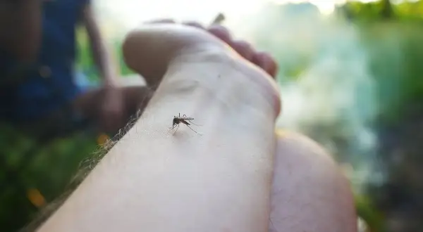 Co na komary w ogrodzie: 8 skutecznych metod ochrony
