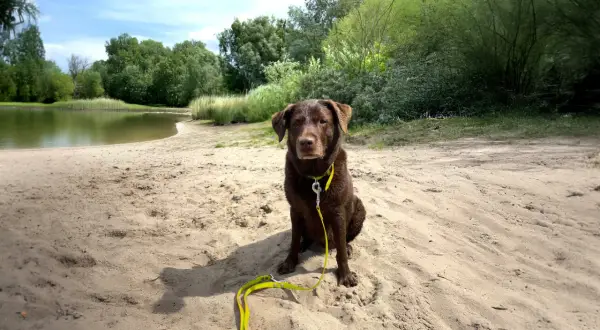 Brauner Hund mit gelber Leine sitzt am Sandstrand eines Sees. Ein schöner Tag für Berlin mit Hund.