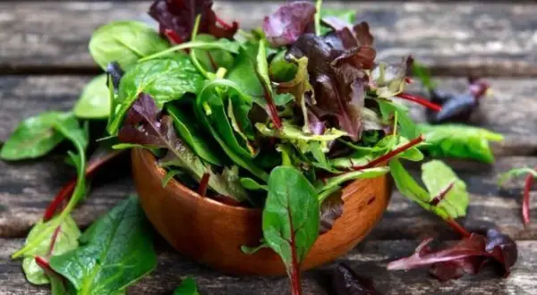 Frischer Salat mit roten und grünen Blättern in einer Holzschale, bereit zum Mangold zubereiten.