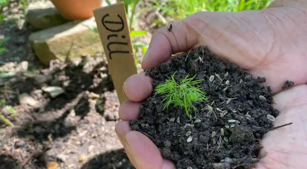 Hände halten Erde mit einem jungen Dill-Lichtkeimer und Samen. Ein Holzschild mit "Dill" steht daneben.