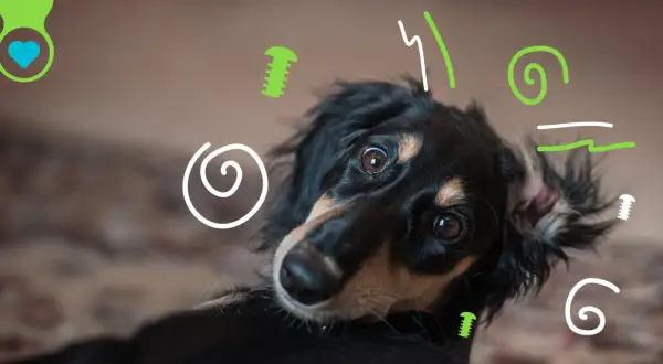Un perro hiperactivo con ojos curiosos, rodeado de garabatos verdes y blancos.