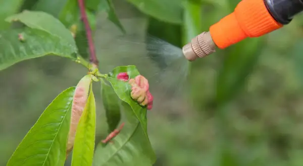 Opryskiwanie drzewka owocowego w lutym, by zapobiec chorobom. Pielęgnacja drzewka to klucz do obfitych plonów.